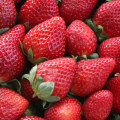 Can I Bring My Pet to the Cape Coral Strawberry Fest?