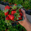 Experience the Fun and Excitement of the Cape Coral Strawberry Fest