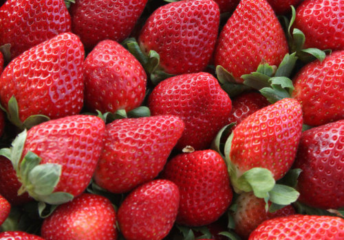 Can I Bring My Pet to the Cape Coral Strawberry Fest?