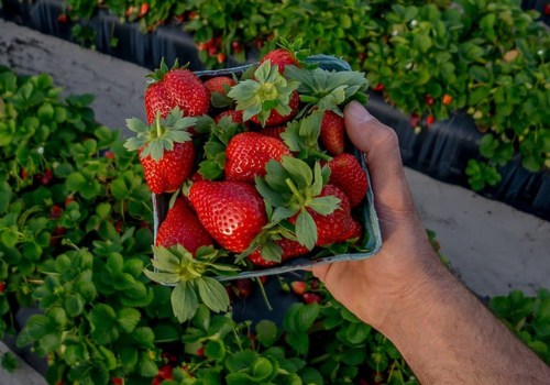 Celebrating Music, Food, and Fun: The Date of the Cape Coral Strawberry Fest